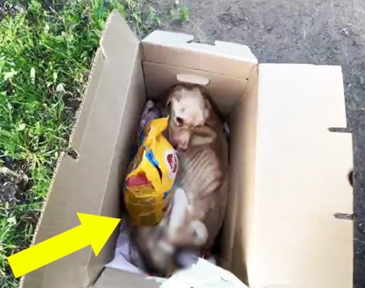 From Cage to Freedom: Nika’s Journey of Resilience