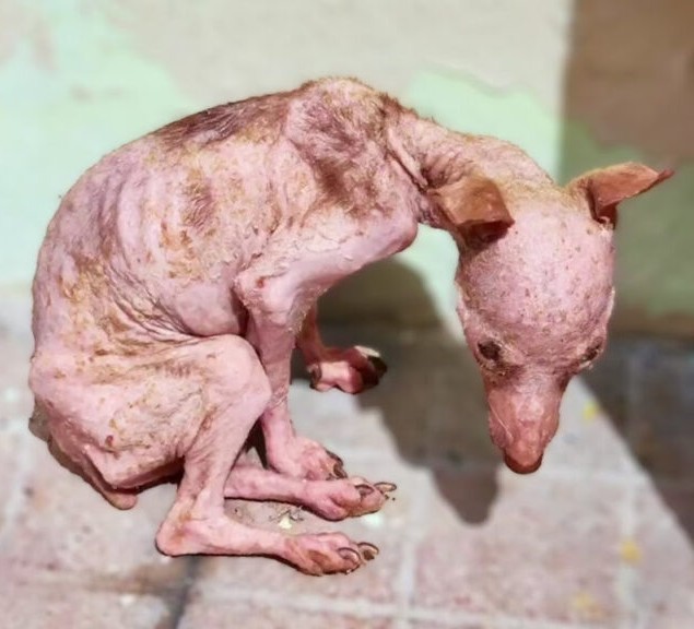 From Desperation to Joy: A Puppy’s Journey to a New Life