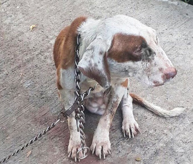 Chained and Heartbroken, Mama Dog Begged for Help After Losing Her Puppies