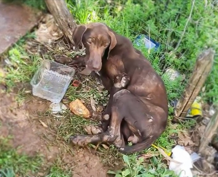 Boy’s Compassionate Rescue Transforms Abandoned Dog’s Life, Forging an Unbreakable Bond