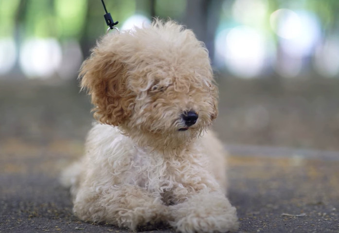 Emaciated and Abandoned, Stray Dog Saved Moments Before Tragedy