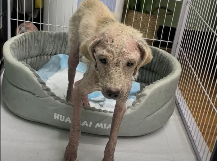 From Desperation to Triumph: A Dog’s Miraculous Journey of Survival and Hope