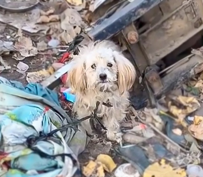 From Neglect to Nurture: Beibei the Dog’s Miraculous Journey to Happiness and Health