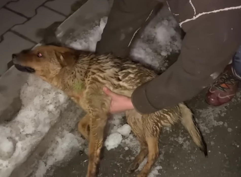 From Tragedy to Triumph: Stray Puppy Codrut Finds Forever Home and Love After Accident