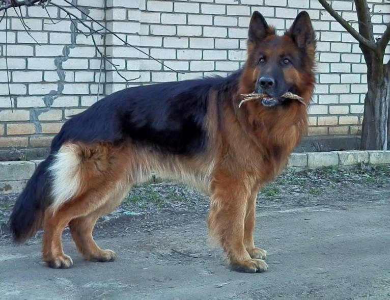 From Rescue to Family: How a Brave Act United a Family with Their Giant Dog