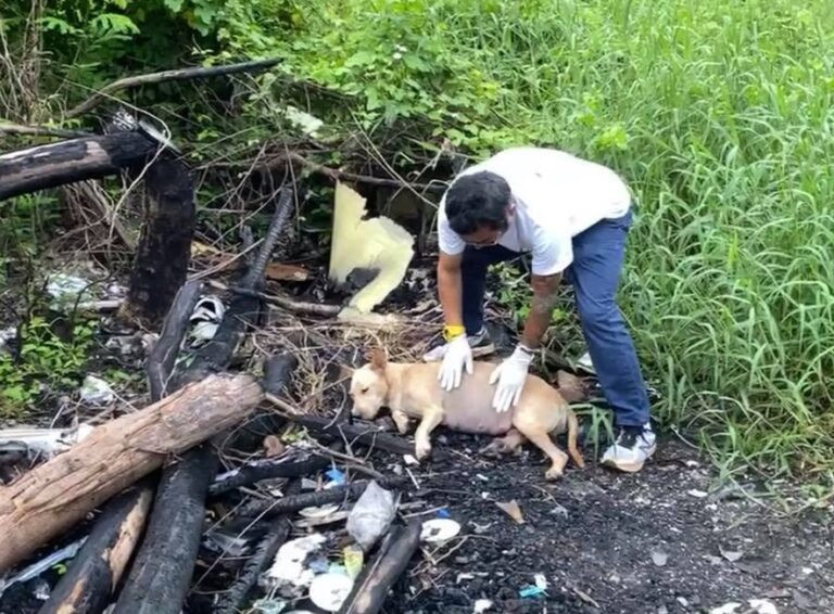 Stray Dog Survives Against Odds: From Injured Stray to Proud Mother of Seven