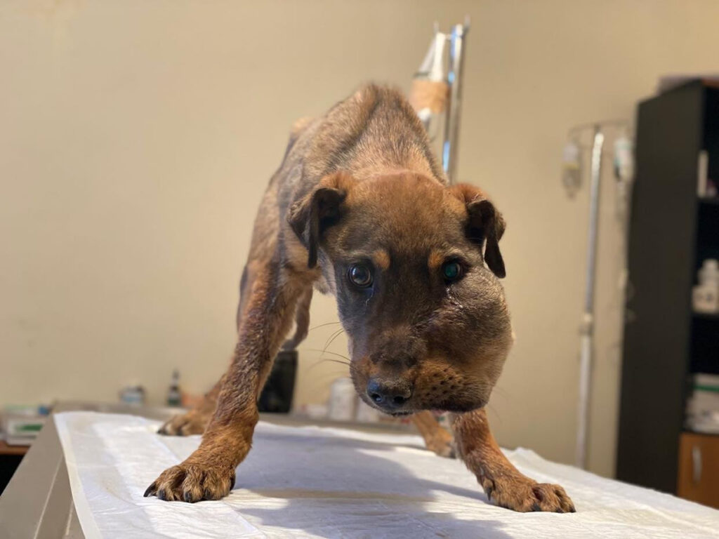 From Stray to Star: Brady’s Inspiring Journey of Resilience and Love