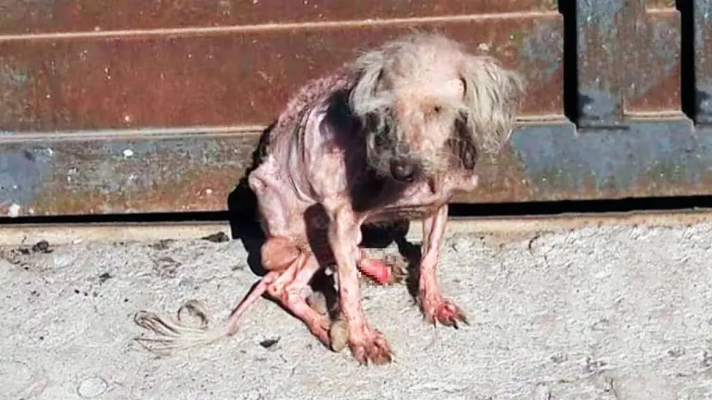 Once Unseen and Unloved on the Streets, Benny Fought for Survival — and Found the Light.