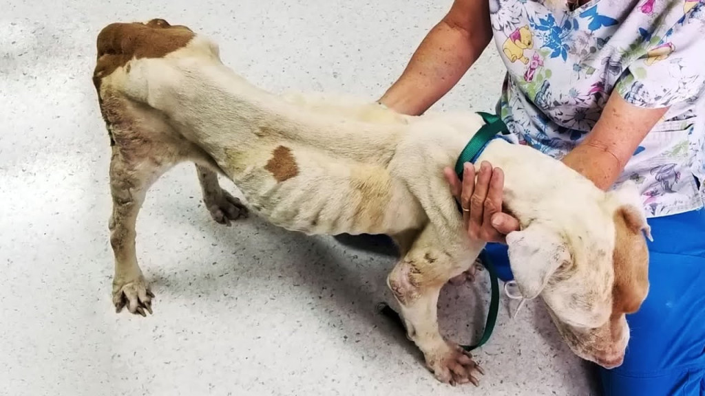 The heart-wrenching reality faced by abandoned dogs, who yearn for care and affe