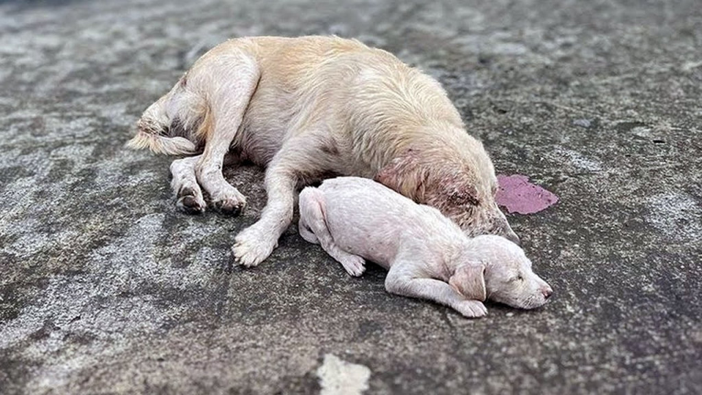 Resilient Mother Dog and Pup Find Forever Home, Healing Together Against All Odds