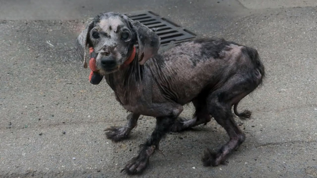 From Abandonment to Bonded Bliss: Rescue Dogs Find New Home and Hope