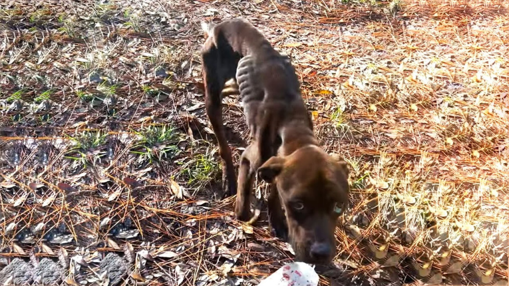 From Neglect to Joy: Jax’s Heartwarming Journey of Hope and Resilience