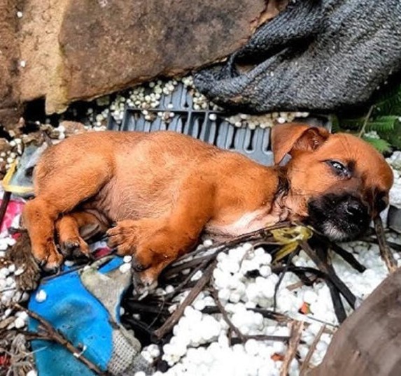 Tiny Puppy Left at Construction Site Finds Hope in a Friend’s Act of Kindness