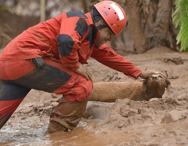 DRAMATIC RESCUE: Helpless Dog Trapped in Quicksand Saved in a Heart-Pounding Race Against Time