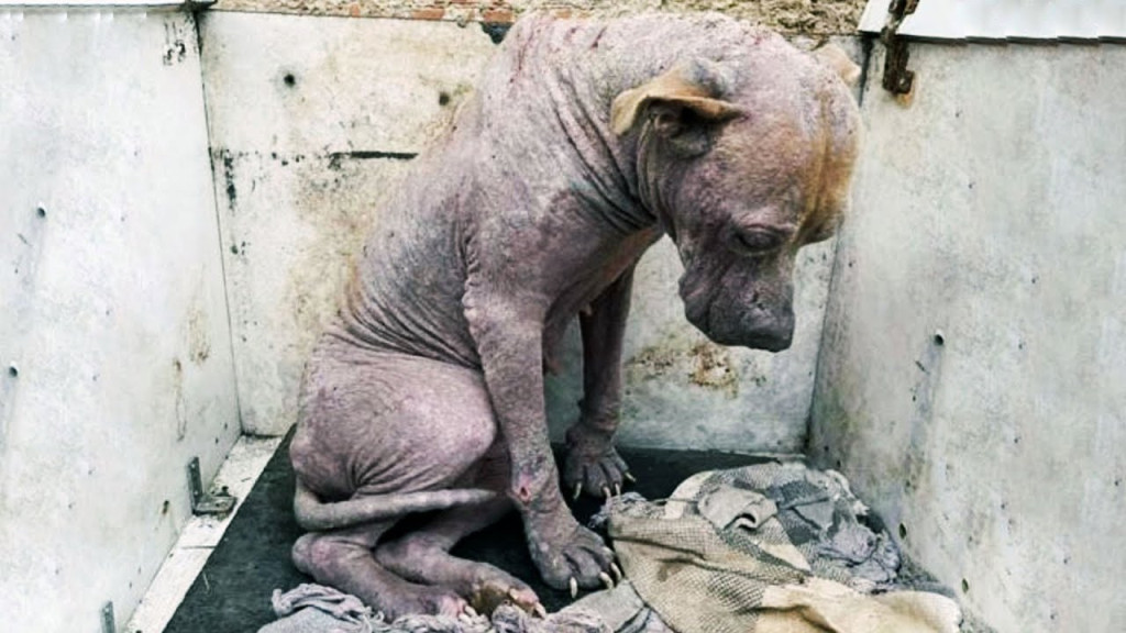 From Streets to Sanctuary: Niña the Pit Bull’s Inspiring Journey of Hope and Redemption