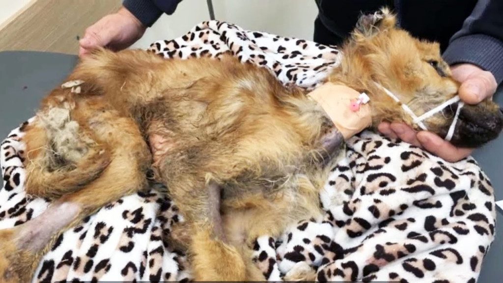 From Tragedy to Triumph: How Kindness Saved Morty the Dog