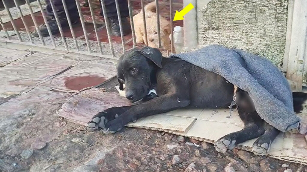 Left to Suffer, He Begged to Be Let In—But No One Opened the Gate