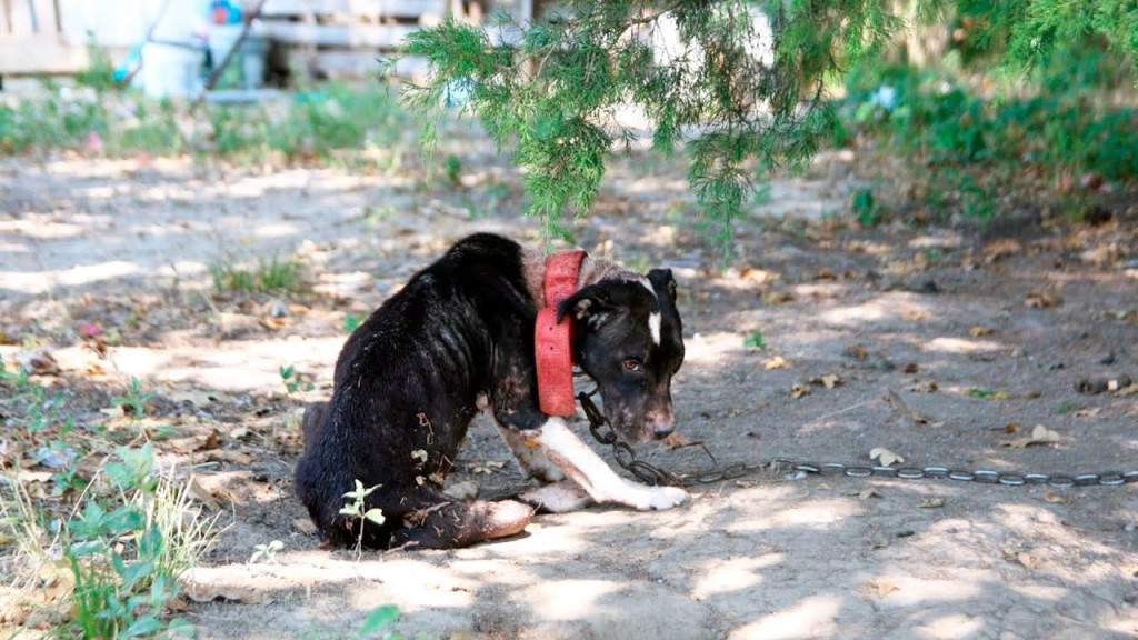 From Tragedy to Triumph: Gwen’s Inspiring Journey from Neglect to a Joyful Life