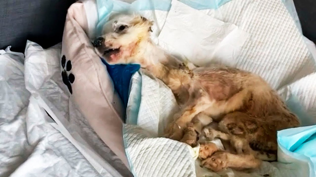 Abandoned Pup Alba Finds Hope and a New Home After Miraculous Recovery