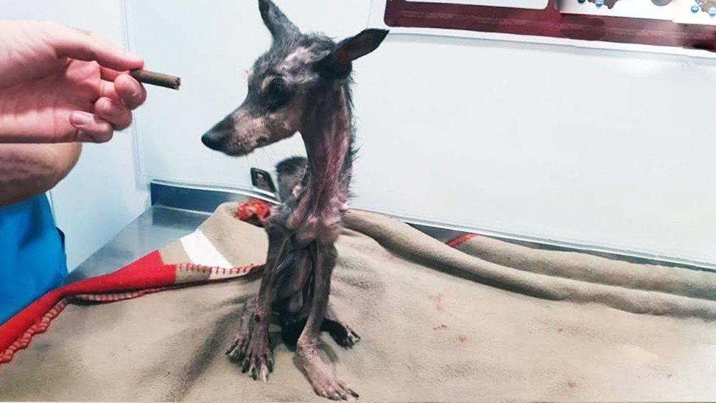 From Neglect to Nurture: Kong’s Heartwarming Journey to a Loving Home