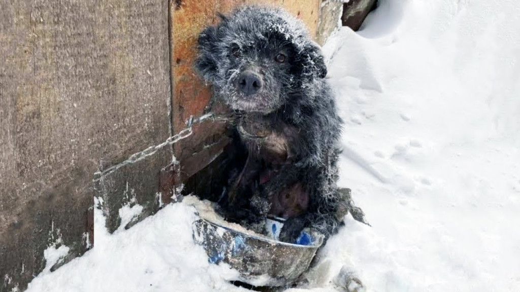 Strangers’ Compassion Rescues Neglected Dog from Harsh Winter, Igniting a Call for Change
