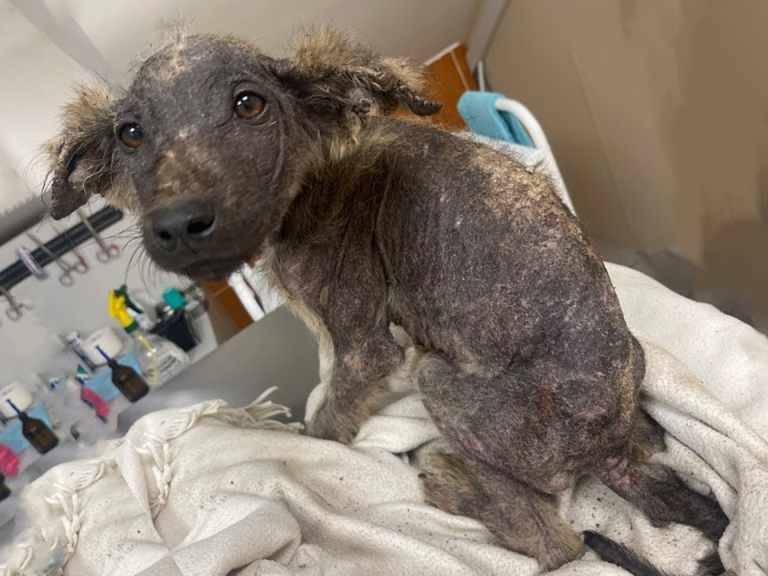 He’s Just A Ugly Duckling, Thrown Out On Street, Suffered The Starvation, Scabie Itch…