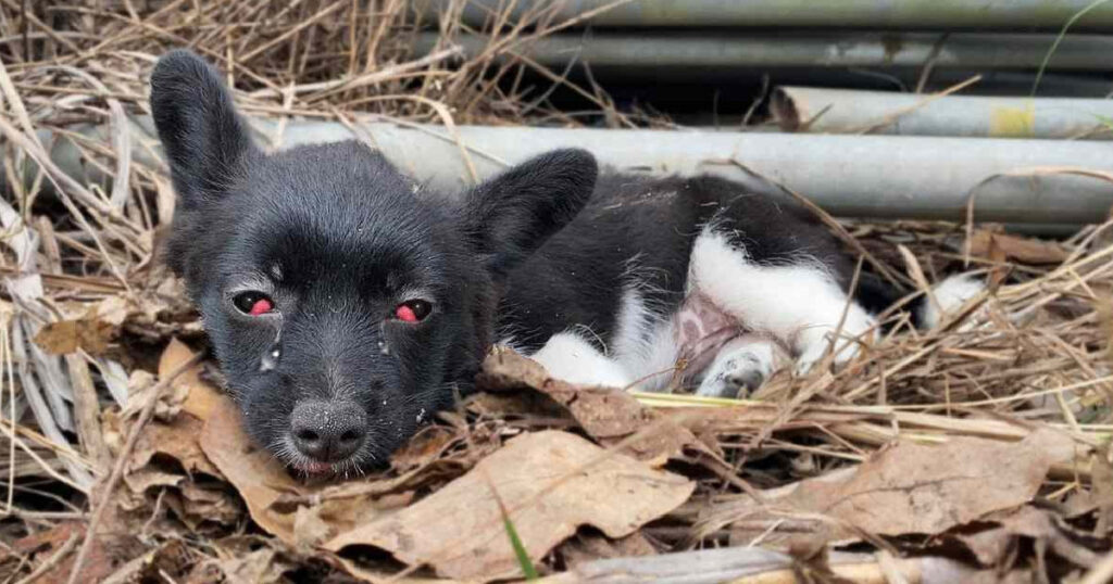 A Cry for Help: How One Act of Kindness Transformed a Puppy’s Life