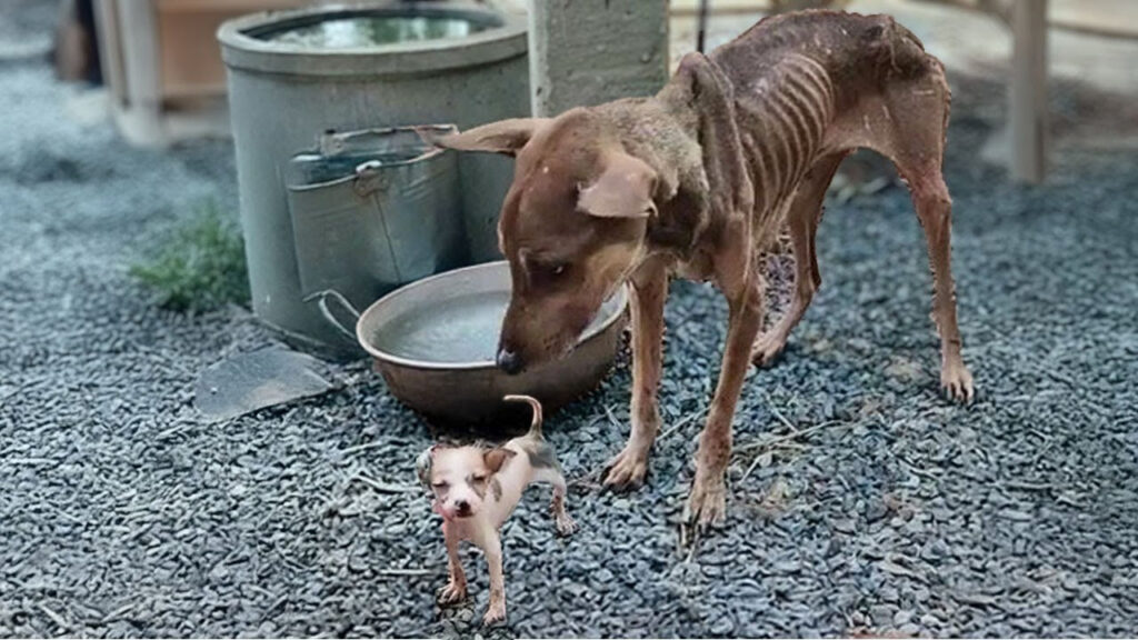 Heartbroken Mother Dog Watches Helplessly as Her Last Puppy Fades