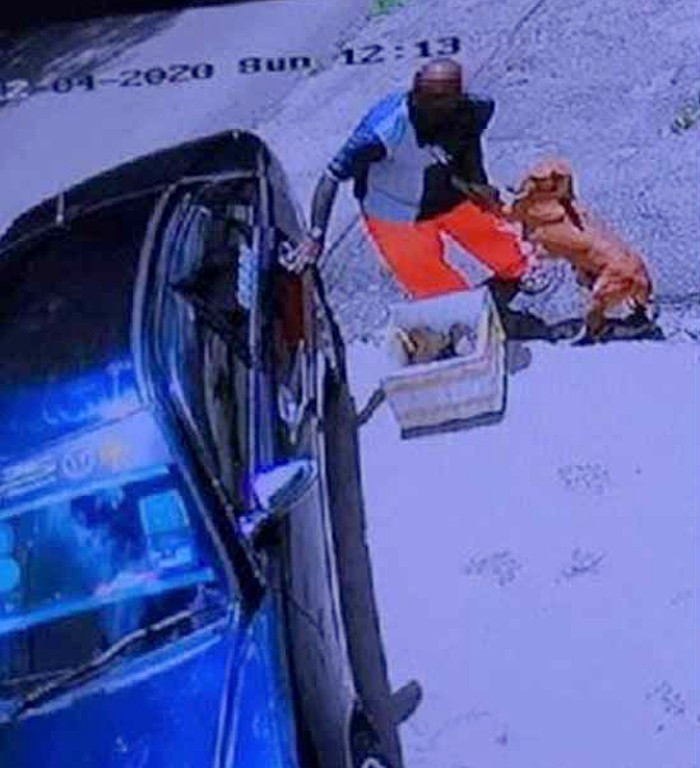 Mother Dog’s Heartbreaking Plea Highlights Stray Shelter’s Battle Against Financial Strain