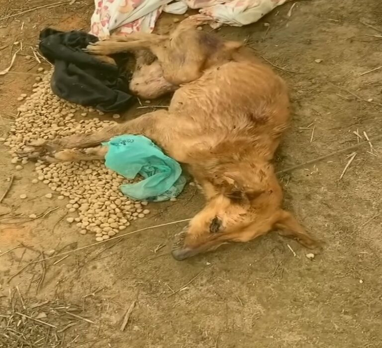 From Despair to Dream: Phoenix’s Inspiring Journey from Abandonment to Recovery