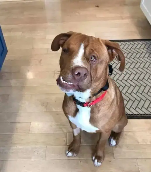 Woody’s Journey: From Abandonment to a Loving Forever Home