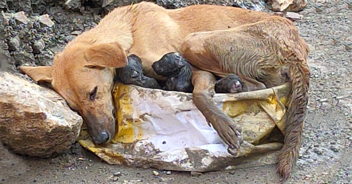 Heartwarming Rescue: Stray Dog Saves Her Pups, Finds Hope with Help from Strangers
