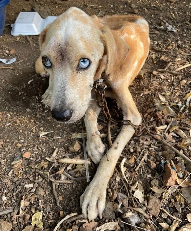 Loyal dog brought food to her chained and starving beloved, doing everything she could to keep him alive.