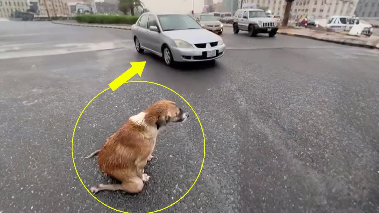 A mother dog kneels in the pouring rain, desperately begging every passing car to save her helpless puppies—her heart-wrenching plea will leave you speechless!