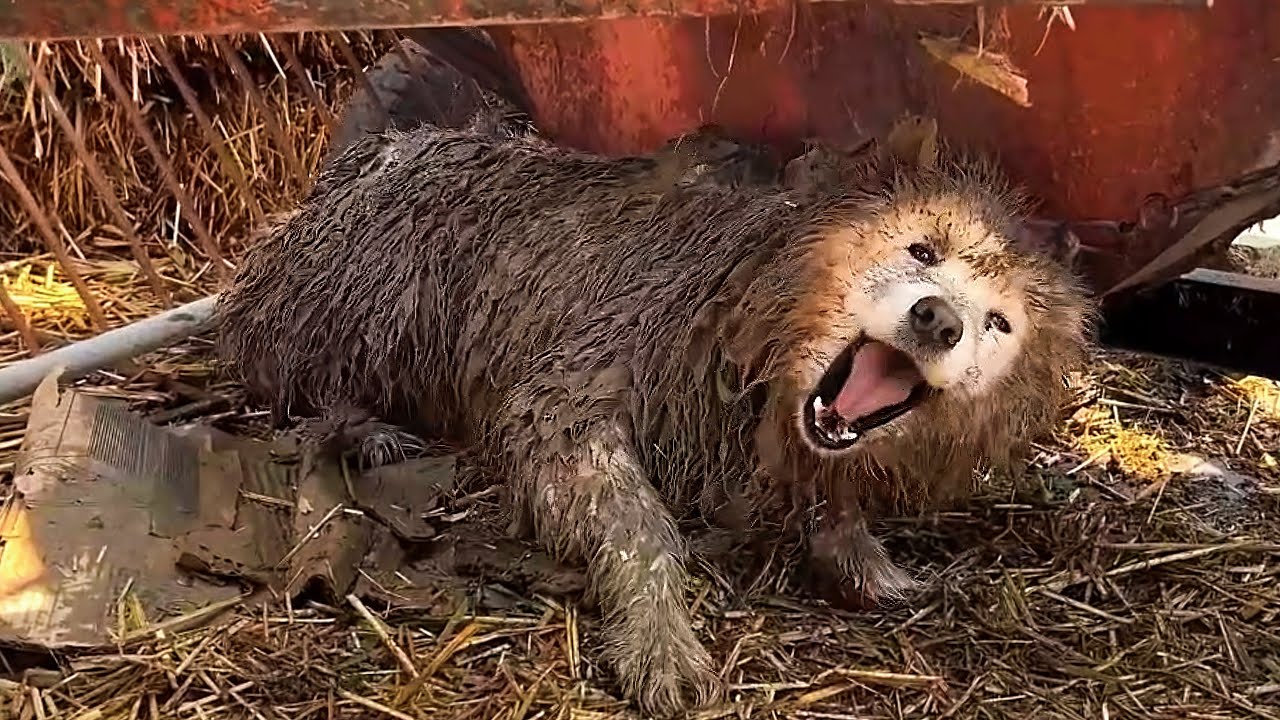 Abandoned and Forsaken: Heartbroken Dog Who Lost Trust but Found Hope Abandoned and left to suffer, Beike was a forsaken dog trembling in fear, his wounds hidden under matted fur. Once full of joy, he became a heartbroken dog, unable to trust humans.   ʜᴇcƙ ᴏᴍᴍᴇᴛs
