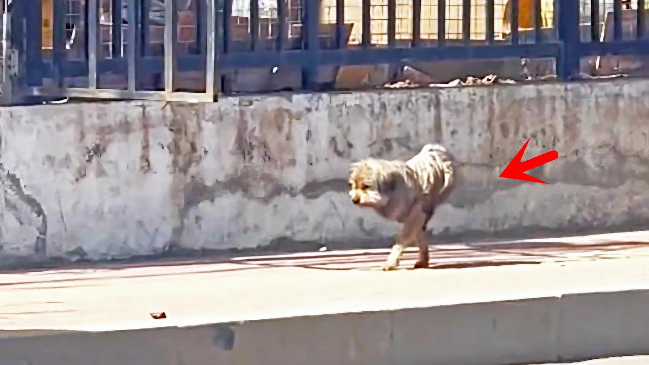 The strong puppy who lost both legs, struggling to find food,a month after being rescued big changes