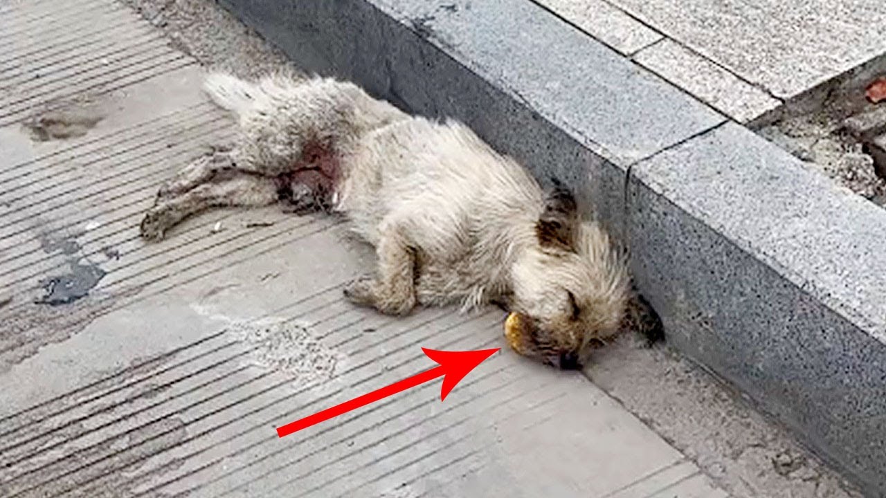 A paralyzed stray dog clenched a hard piece of bread in its mouth, refusing to let go — its only food.