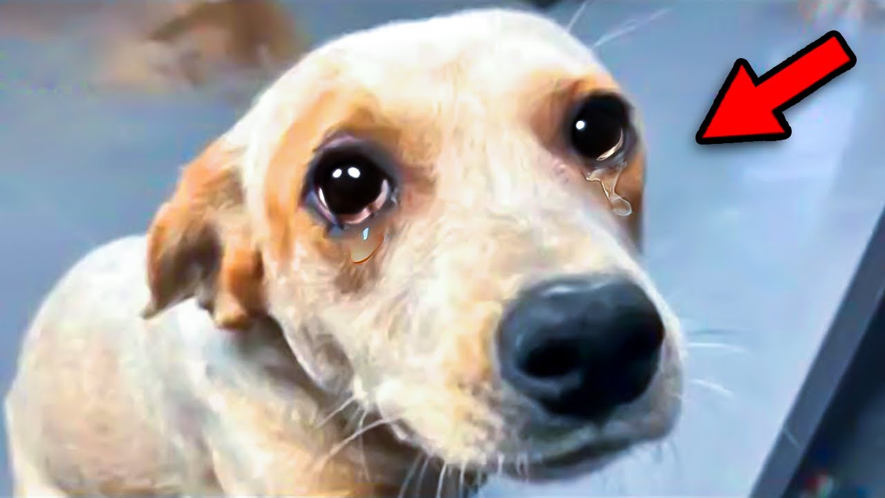 Shelter Dog Cries After Brother Gets Adopted. What Happens Next Will Bring Tears To Your Eyes!