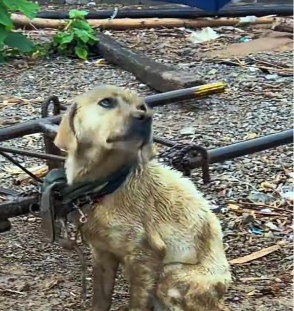 Carrying an empty bowl in his mouth, he begged passersby for mercy, only to be rejected.