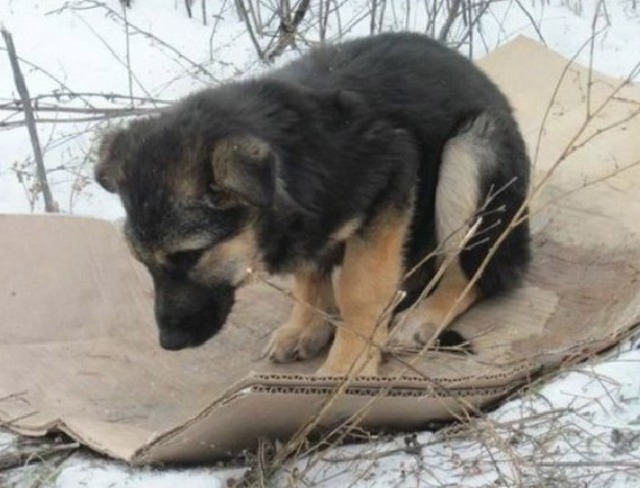 For a Puppy, Home Is Now Just a Piece of Cardboard in the Snow.