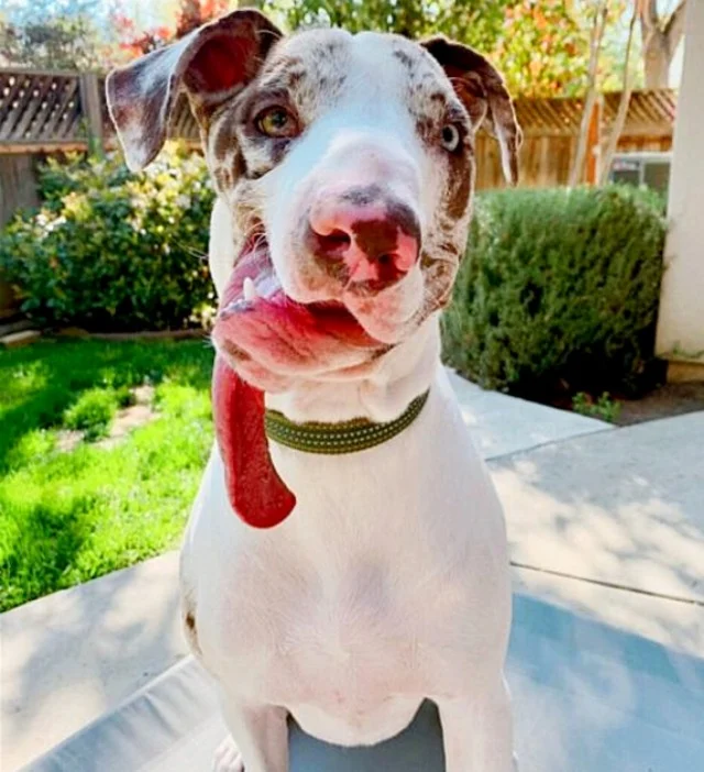 When Arrow was a baby, he was in a terrible condition when he arrived at the doors of the animal rescue group