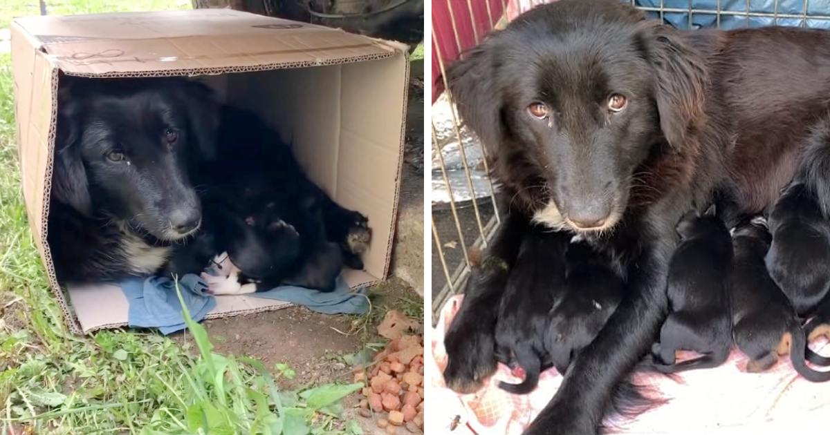 A homeless mother dog nestles into a box with her puppies, offering them warmth and embodying maternal love and protection.