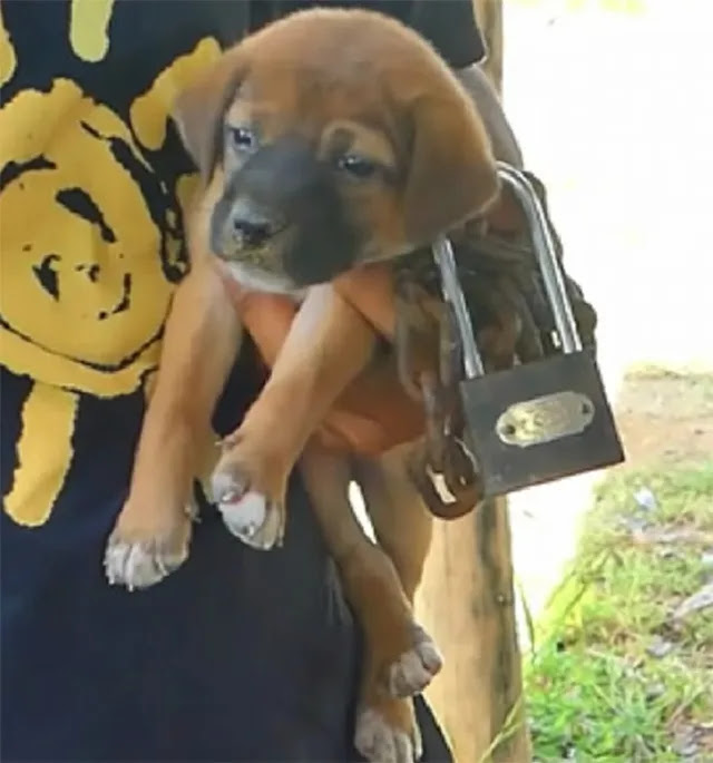 Timely Rescue: Dog Found Chained and Abandoned in the Desert Saved Just in Time