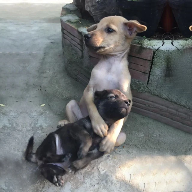 Rescued Stray Ρuppies Мelt Hearts by Hugging Each Other After Finding a New Hоme