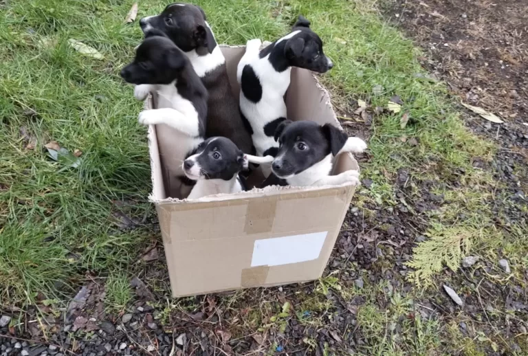 Puppies Waited In Box Next To Busy Highway, Hoping Someone Would See Them