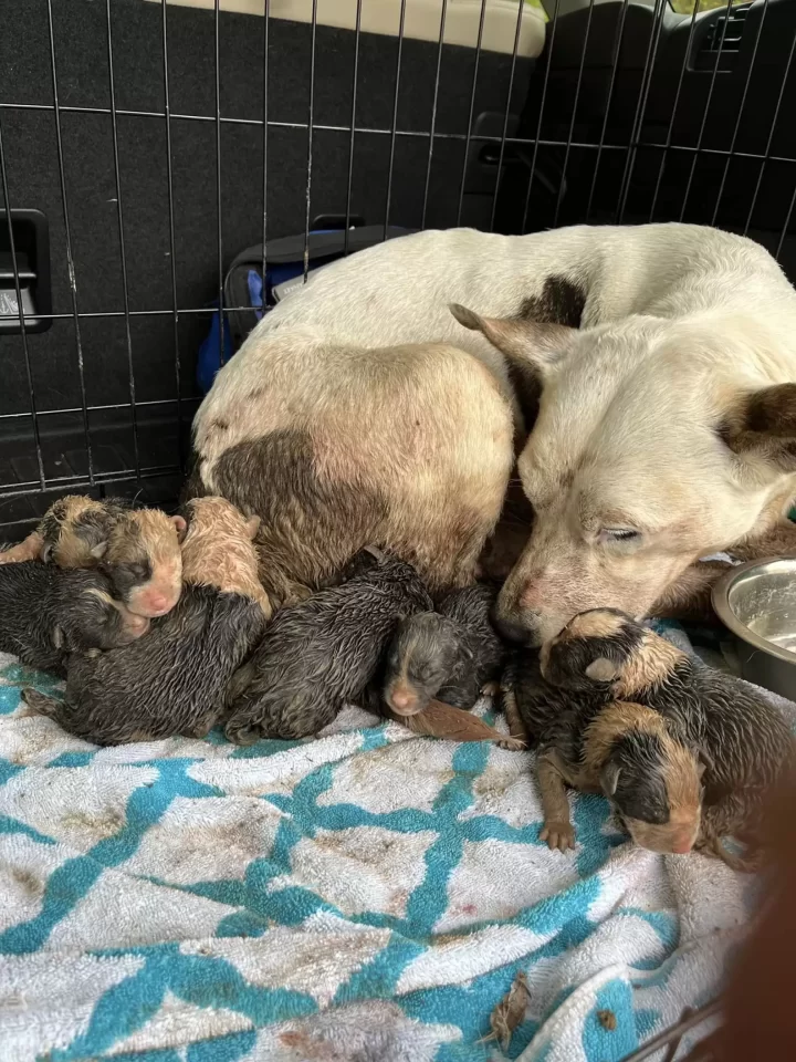 Abandoned Dog Found Protecting Her Puppies in Mud Pit Finds a Loving Home