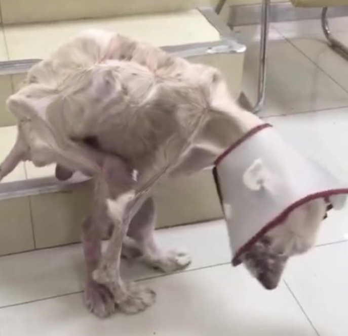 Mystery’s Journey to Joy Is Nothing Short of a Miracle