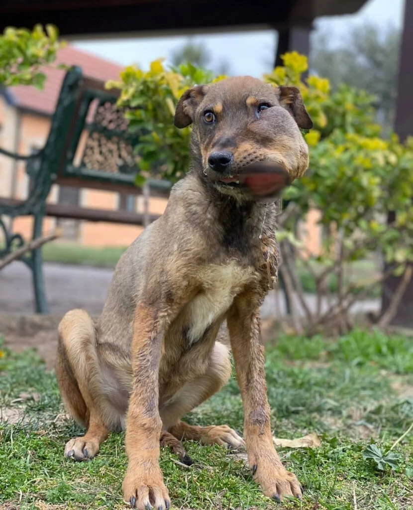 Frоm Stray tо Star: Βrady’s Inspiring Jоurney оf Resilience and Lоve