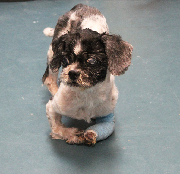 Left Behind but Still Holding On: This Poor Abandoned Shih Tzu Lost His Leg in a Tragic Accident — Now He Waits, Hoping Someone Will Save Him  How much pain can one tiny soul endure before love finds its way to him?