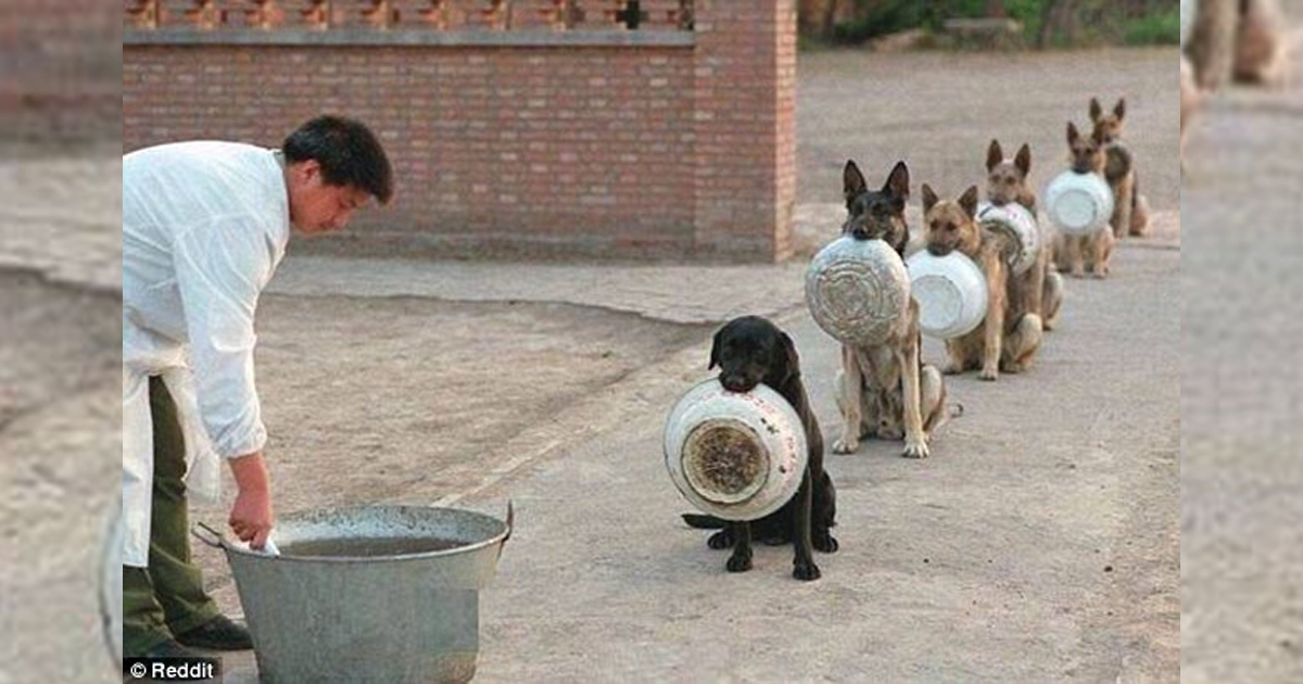 Although the dogs were hungry and thirsty, they still consciously lined up to receive food… ‎